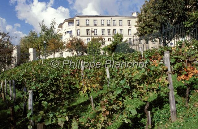 parc belleville.JPG - Parc de BellevilleVignesParis 20e, France